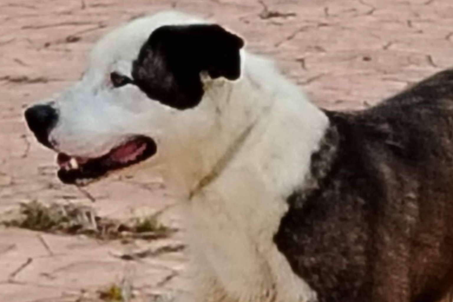 El futuro de decenas de animales en riesgo, SOS Vidas necesita ayuda para seguir adelante