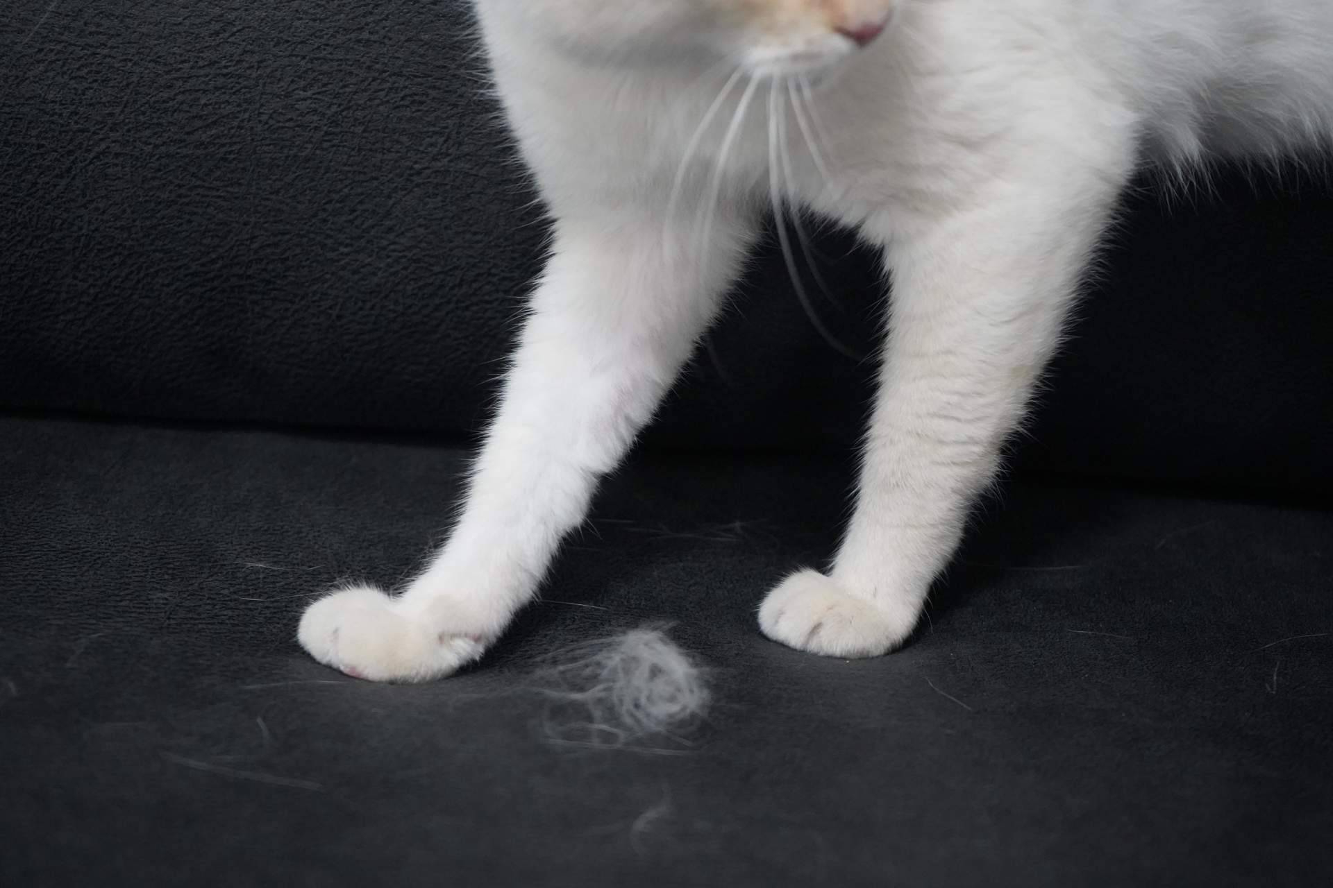 Sofás Valencia refuerza su catálogo con modelos anti arañazos adaptados a espacios con gatos