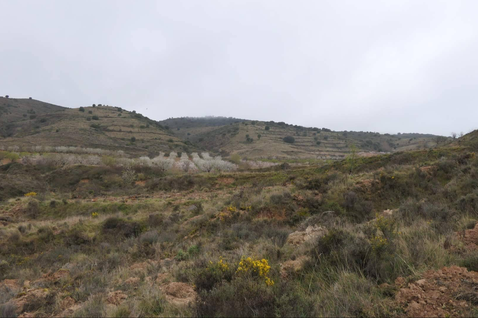 CO2 Gestión desarrolla proyectos forestales certificados para compensar la huella de carbono empresarial