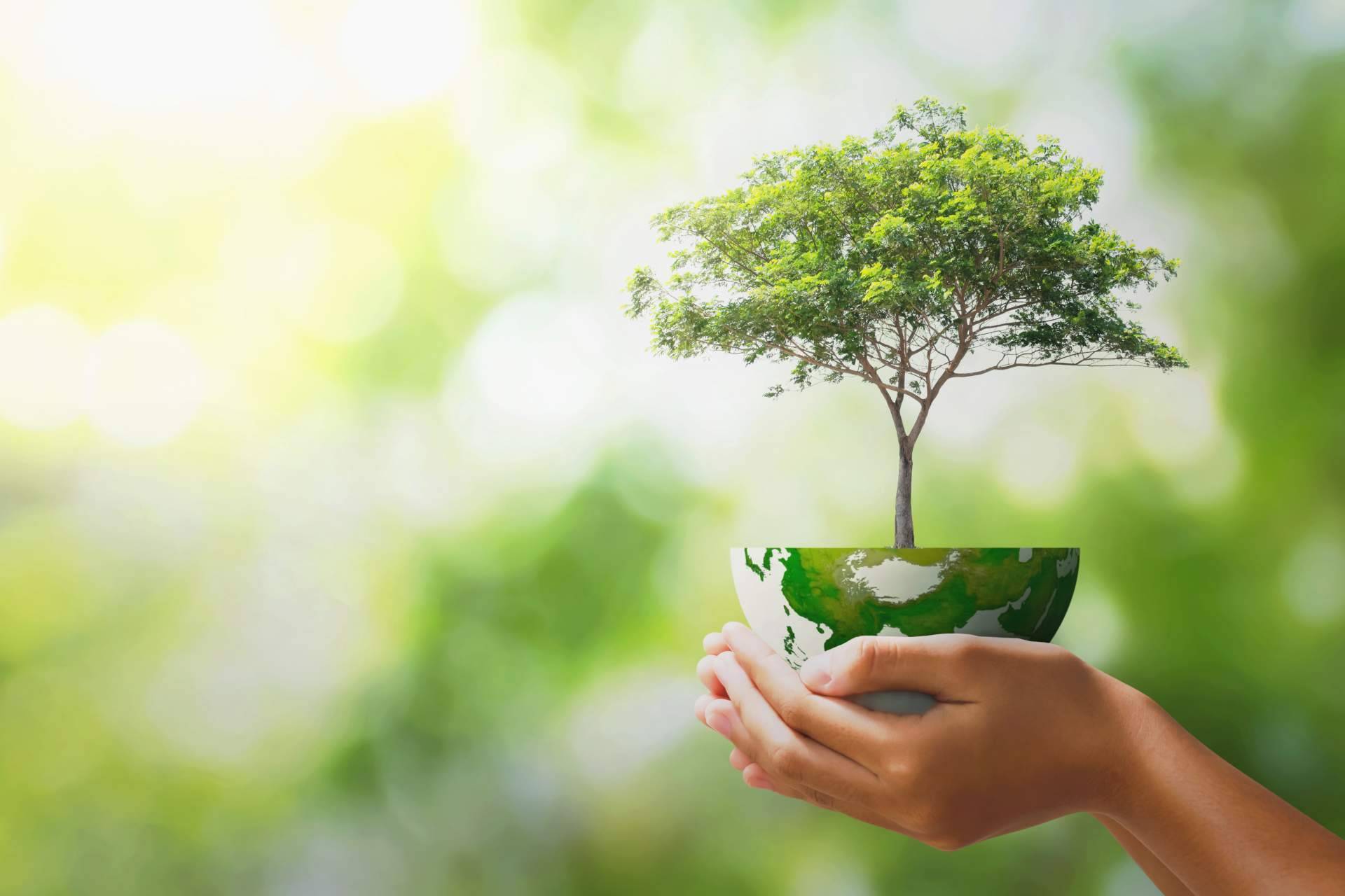 El auge del café ecológico impulsa nuevas formas de consumo responsable