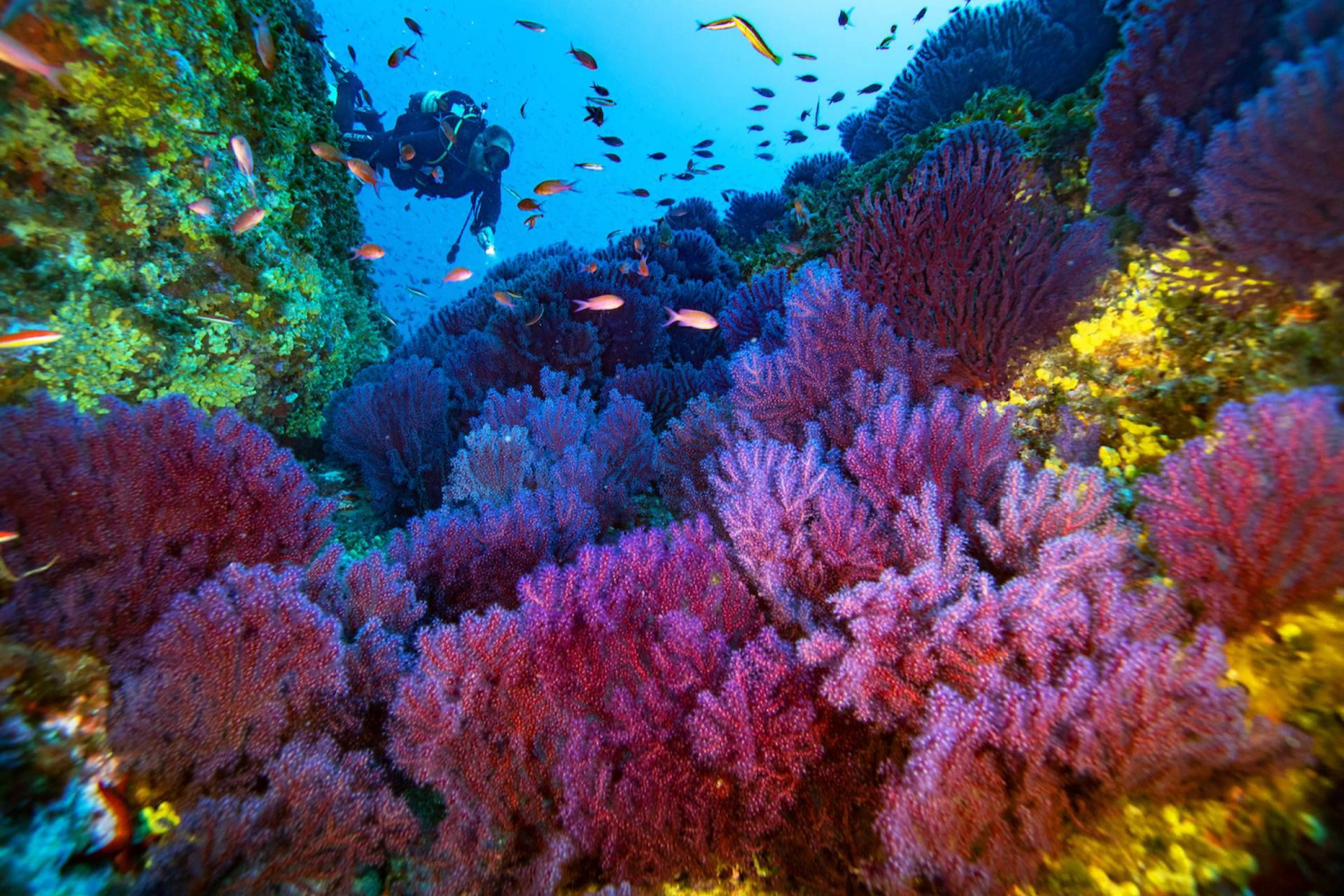 La restauración de la posidonia es vital para combatir el cambio climático