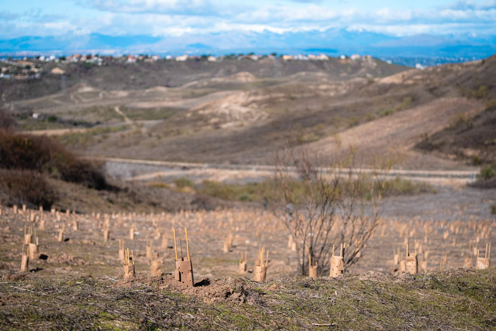 Bosquia impulsa nuevas reforestaciones en Madrid junto a empresas y ciudadanía por el Día de los Bosques
