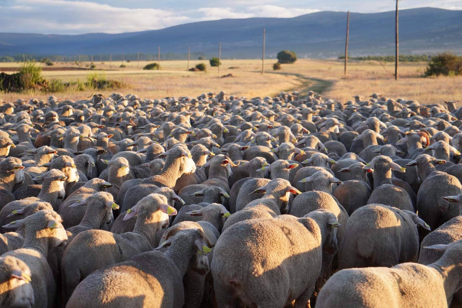 La Mancomunidad de Tierras Altas celebrará del 19 al 21 de junio la XVI edición de 'Somos Trashumantes'